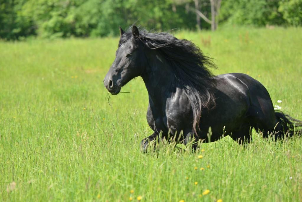 Gite Equestre Domaine Des Crins - Monpazier Capdrot Exterior photo